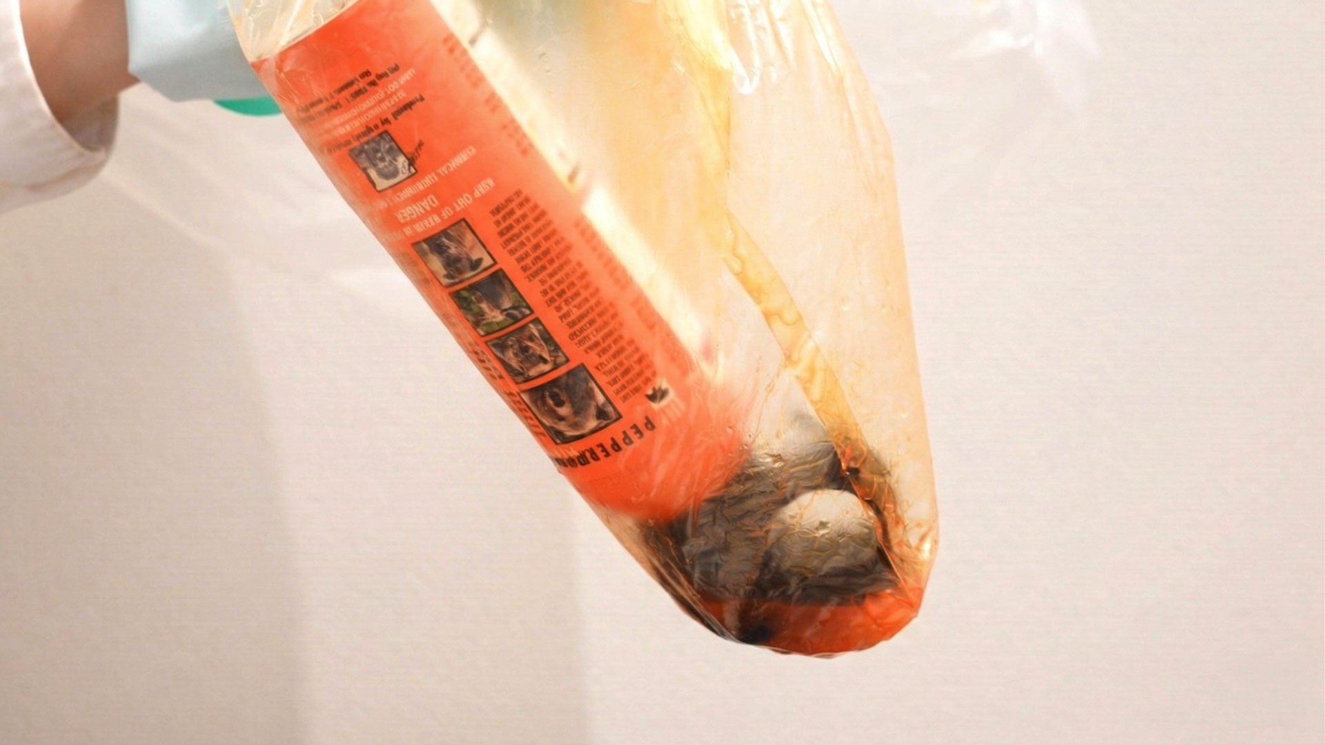 熊スプレー廃棄手順・缶の取り出し。ポリ袋を反転させながら水中から本体を引き上げる様子。